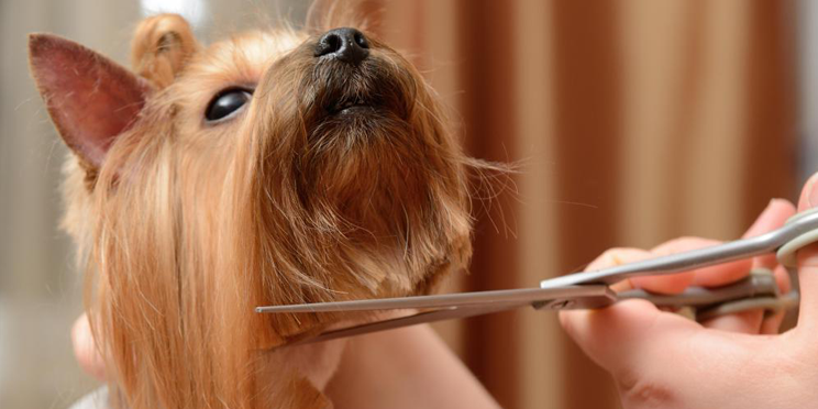 köpek banyo hizmeti